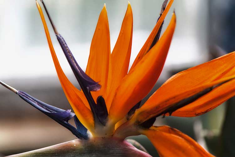 2015-Schloss Pillnitz