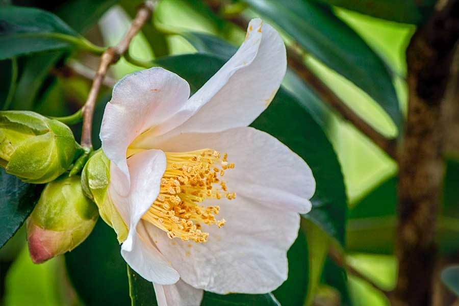 2015-Schloss Pillnitz