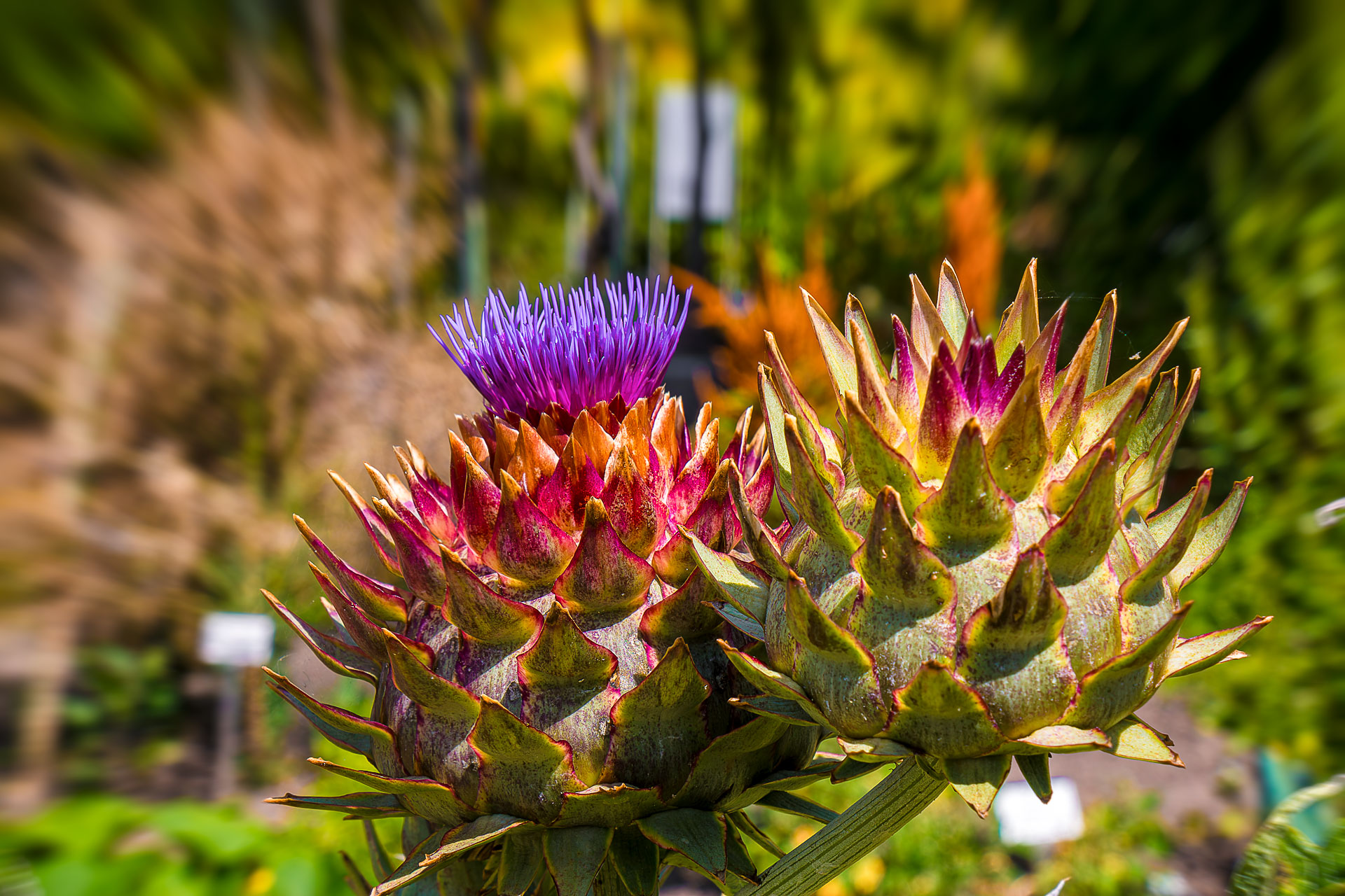 2024 Urlaub Rügen, Botanische Gärten Greifswald