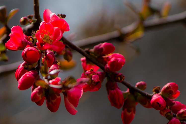 2015-Schloss Pillnitz