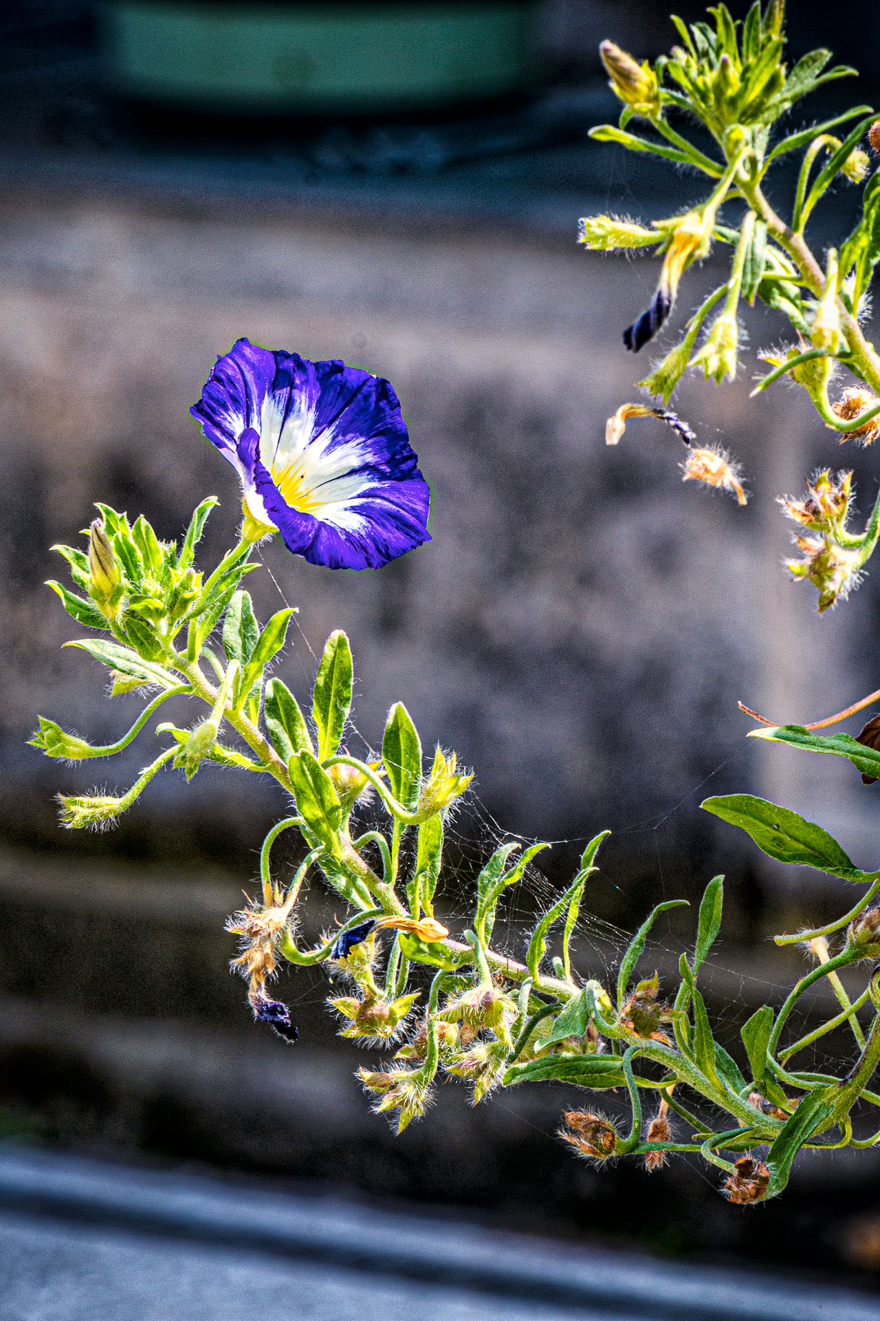 Schloßpark Babelsberg