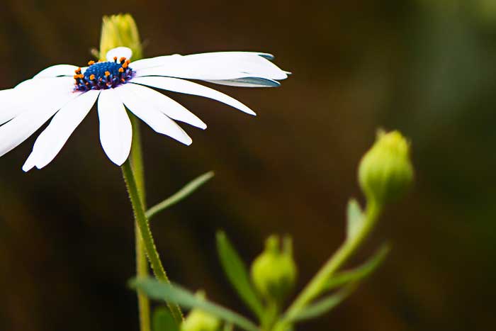 2015-Schloss Pillnitz
